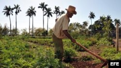 Un campesino limpia un sembrado con un azadón, en el municipio habanero de Bejucal (Cuba). 