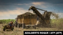 Una cosechadora de caña de azúcar en los campos del Central Azucarero Antonio Sánchez, el 17 de marzo de 2022, en la localidad de Aguada de Pasajeros, provincia de Cienfuegos, Cuba. (Foto de ADALBERTO ROQUE / AFP)