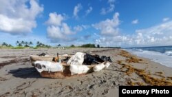 Una de las embarcaciones en las que arribaron los cubanos. (Foto: USCG/Twitter)