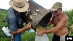  Campesinos cubanos cosechan arroz en la Cooperativa Camilo Cienfuegos, del poblado Bahía Honda, en la provincia de Pinar del Río.