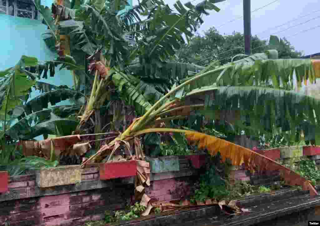 En San Juan y Martínez, Pinar del Río, se reportaron ráfagas de viento de 218 km/hora. (Foto: @CanalCaribeCuba)