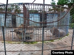 Los dos famélicos leones del Zoológico de Caibarién.