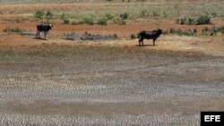 La falta de producción agrícola a gran escala incrementará la escasez de alimentos en el segundo semestre del año.