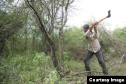 Cortando marabú en Cuba