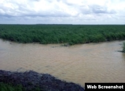 Daños en Azcuba. Campos de caña anegados