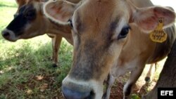 Vacas adquiridas por Cuba al estado de Vermon (EEUU). Fotografía de archivo.