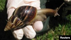 Un ejemplar de Caracol Gigante Africano, detectado en Florida, Estados Unidos, septiembre de 2011. Archivo. (REUTERS).