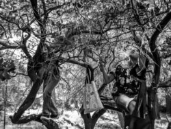 Los hijos de Geary, Niyatsitha y Ki’il Geary, recogiendo bayas de manzanita para hacer sidra, en Clearlake (California), en 2018. (© Quirina Luna Geary)