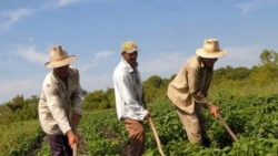 Testimonios de campesinos cubanos en el programa Cuba al Día