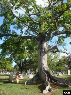 Ceiba.