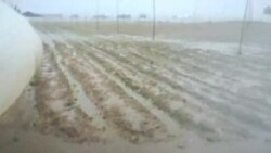 Cultivos de tabaco anegados en agua en Pinar del Río