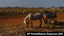 Foto Archivo. Un caballo en un campo de papas en Güines, Cuba. AP Photo/Ramon Espinosa.