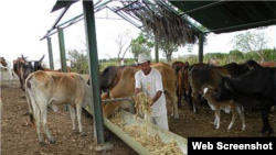 La Policía en Cuba no le cree a los campesinos cuando denuncian robos de ganado mayor / Imagen de Archivo (Captura de video)