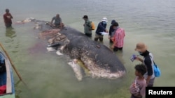 Ballena encontrada en Indonesia 