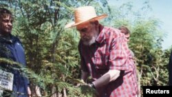 Fidel Castro en labores agrícolas con la moringa. 