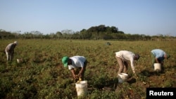 Campesinos recogen tomates en Artemisa