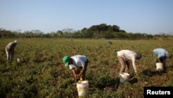 Campesinos recogen tomates en Artemisa. (REUTERS/Alexandre Meneghini/File)