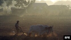 Un campesino trabaja la tierra con una yunta de bueyes en Pinar del Río (Cuba).