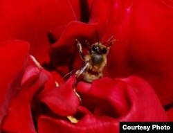 “Pero yo no sabía / lo que sabe la rosa de la abeja” (José Martí)