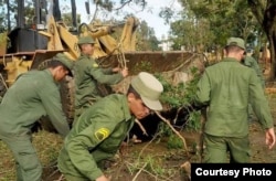 Brigadas de reclutas trabajan en la recogida de árboles. Foto CMHW.