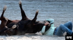 Archivo: Vaquero derriba un ternero,en feria agropecuaria Boyeros