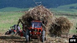 La industria esperaba igualar la producción de 1.9 millones de toneladas de azúcar sin refinar alcanzada la pasada zafra.