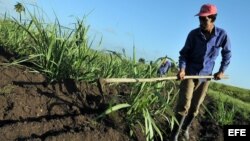 Un campesino limpia un sembrado con un azadón en el municipio del Mariel. EFE