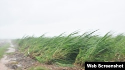 Campos de caña de azúcar dañados por el huracán Irma en Cuba