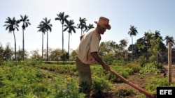 Un campesino limpia un sembrado con un azadón.