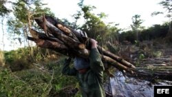 Campesino acarrea madera recién cortada para hacer carbón en Nueva Paz, La Habana.