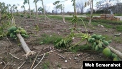 Plantación de fruta bomba en el municipio de Esmeralda, en Camagüey.