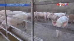 Hostigamiento de régimen cubano hacia vendedores de carne de cerdo provoca desabastecimiento