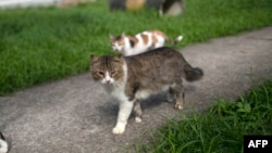 Gatos callejeros.