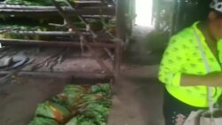 Video muestra pésimas condiciones del tabaco en San Juan y Martínez