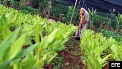 Un hombre trabaja en un huerto urbano, en La Habana. EFE