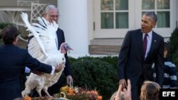 PRESIDENTE OBAMA PERDONA LA VIDA AL PAVO NACIONAL DURANTE UNA CEREMONIA DE ACCIÓN DE GRACIAS