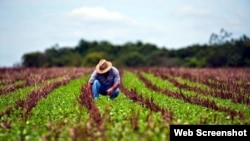 Un campesino labora la tierra en una finca en Cuba. (Archivo)