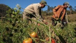 Agricultores reportan afectaciones por crisis de combustible