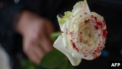 Una mujer sostiene una rosa "ensangrentada" en señal de luto por los feminicidios. (Pedro Pardo / AFP)